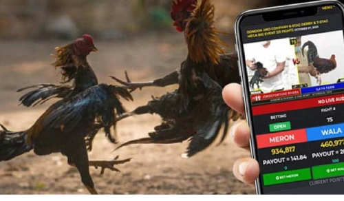Sabong Betting in the Philippines: Tradition Meets Digital Thrill